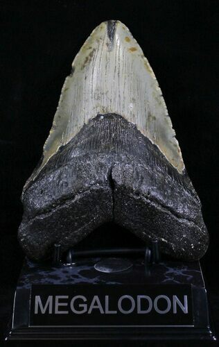 Megalodon Tooth - North Carolina #29233